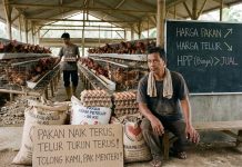 Jeritan di Balik Sebutir Telur: Menakar Krisis “Efek Gunting” dan Jebakan Siklis Peternak Rakyat